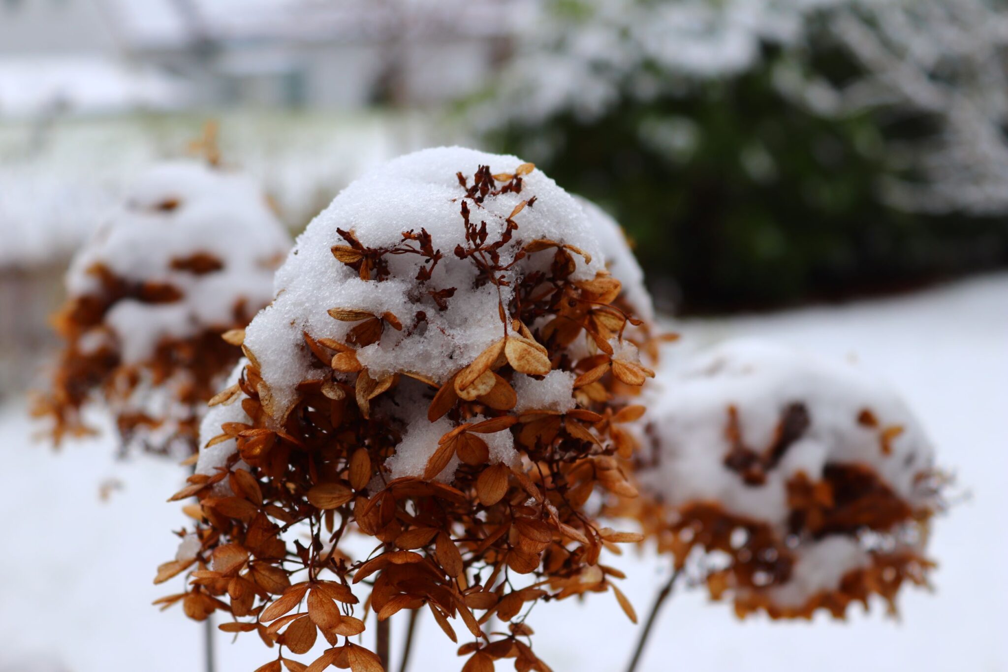 Der Garten im Januar was zu tun ist Die kleine Gärtnerin Garten