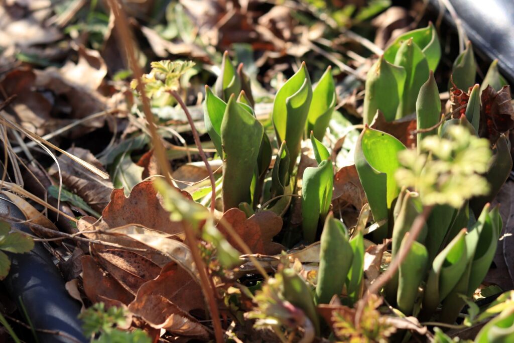 Der Garten im Februar was zu tun ist Die kleine Gärtnerin Garten