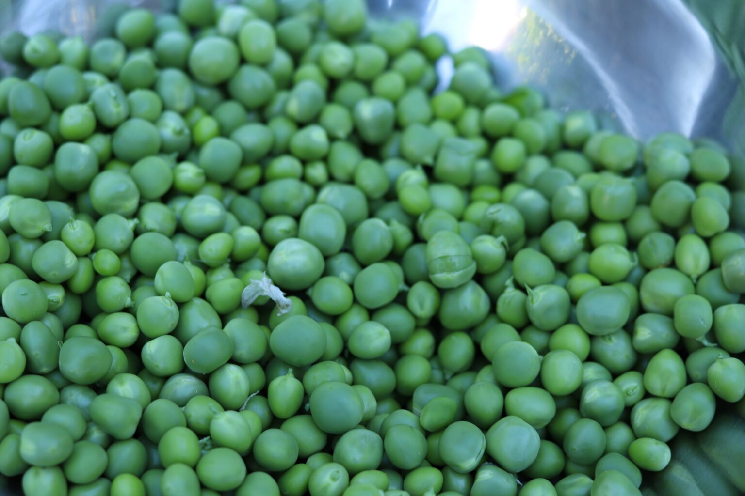 Erbsen anbauen Tipps zur Aussaat, Pflege und Anbau in Hochbeete Die